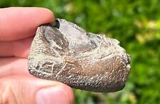 RARE Fossil Protostega Cretaceous Turtle Jaw Partial Texas Ozan Dinosaur Bones picture