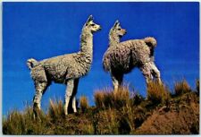 Postcard - Pair of llamas on a hillside - Cuzco, Peru picture
