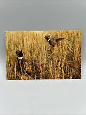 Vintage Postcard Pair If Rooster Pheasants In Field picture
