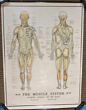 Medical Chart of the Human Muscle System Thick Paper Poster 1957 USA REDUCED picture