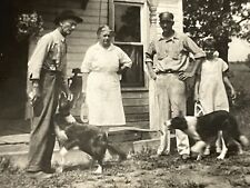 B3 Photograph Mean Looking Farmer With Border Collie Dogs 1930's Family Portrait picture