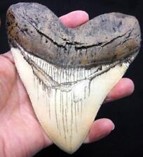5.5 Inch Megalodon (carcharodon Megalodon) Tooth, Ivory Color with Serrations(re picture