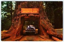 Postcard~ Chandelier Drive-Thru Tree~ Underwood Park~ Leggett, California~ CA picture
