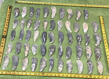 Lot of  64  Atlantic Oyster Slipper  Shells 4 To 5 1/4  Inch Long Crafts picture