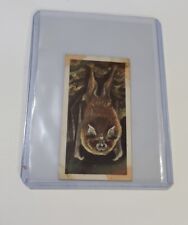 Brooke Bond British Wild Life #38 Greater Horseshoe Bat Tea Card picture