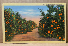 An Orange Grove California Vintage Linen Postcard picture