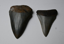 Great White Fossil Teeth- 2 Huge 2-1/2