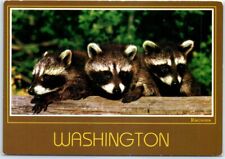 Postcard - Three Little Racoons - Washington picture