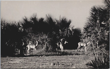 South Africa Animal Series Impala Southern Rhodesia Vintage RPPC C161 picture