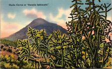 Cholla Cactus or Opuntia Imbracata-Vintage Linen Postcard picture