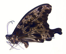 Unmounted Butterfly/Papilionidae - Papilio charopus montuosus, male, A2 picture