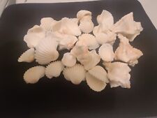 31 PCS  White Sea Shells from Sea Beaches around the world.. picture