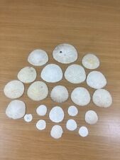 LOT of 22 Sand dollars Big & Small Intact And Authentic picture