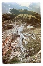 “…do you remember at all” Tree Root Postcard Robinson Jeffers Poetry picture