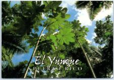 Postcard - El Yunque - Greetings From Puerto Rico picture