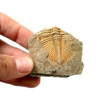  Natural Trilobite Tail Fossil Ancient Teaching Home Collection Specime V7Y5 picture