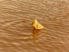 JC Photograph Solitary Baby Duck Duckling  Lake Water 1980 picture