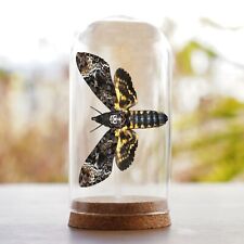Real Death Head Moth Glass Dome Entomology Insect Silence Lambs Oddity Taxidermy picture