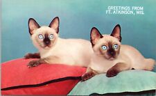 c1950's, Blue Eyed Wonder, cute Siamese kittens, Vintage Chrome, cat, sweet card picture