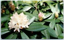 Postcard - Rhododendron picture