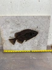 12 inch Phareodus fossil fish from the 18
