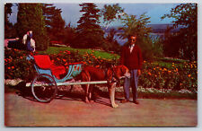 Vintage Canada Postcard St. Bernard Dog Carriage Quebec picture