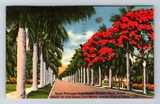 Fort Myers FL-Florida, Royal Poinciana Tree Royal Palms, Vintage c1953 Postcard picture