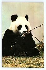 Male Giant Panda National Zoological Park Washington DC Vintage Postcard picture