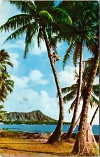 Tree Climber Cocoanuts Waikiki Diamond Head Postcard PM Honolulu HI Cancel WOB picture