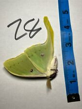 Actias Luna saturniidae moth Unmounted, Closed Wings picture