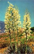 Yucca in Bloom Candles of the Lord Postcard picture