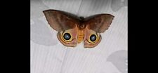 Io Moth Female Ex Pupa Unmounted Huge Female  picture