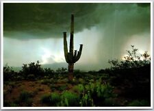 POSTCARD THE EASTERN PORTION OF THE SONORAN DESERT RAIN picture