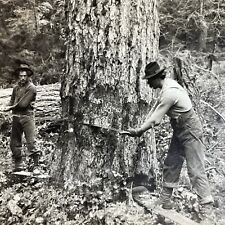 Antique 1910s Loggers Cut Down Massive Tree Oregon Stereoview Photo Card P4281 picture