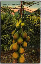 Papaya Tree, Miami, Florida - Postcard picture