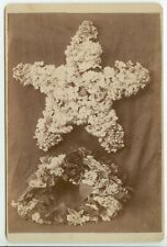 c1880s flowers made into a star or starfish shape Cabinet photo - Sabetha Kansas picture