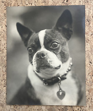 Vintage 8 x 10 inch BOSTON TERRIER gorgeous dog in studded collar photo portrait picture