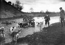 Hawkstone Otter Hounds search quarry near tree trunk river 1905 Old Photo picture