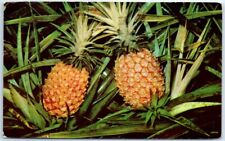 Postcard - Pineapple Growing picture