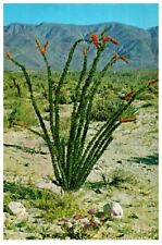 Ocotillo Thorny Scarlet Flowered Desert Flora Cactus Postcard Posted 1967 picture