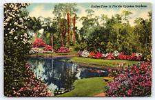 Original Old Vintage Postcard Azalea Flowers Lake Cypress Gardens Florida 1955 picture