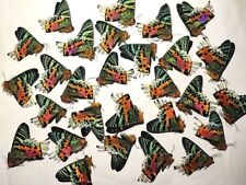 Uranidae Urania ripheus, Sunset Moths, butterflies Unmounted A1,A-,А2 Lot 2000pc picture