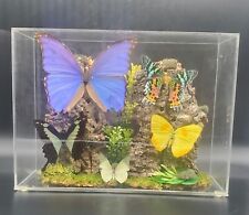 Vintage Butterfly Taxidermy Display Case Diorama Morpho Swallowtail 9