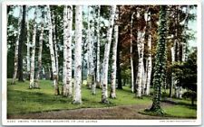 Postcard - Among the Birches, Sagamore on Lake George - New York picture