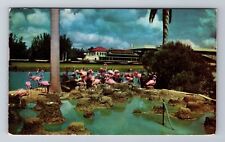 Lakeland FL-Florida, Flamingos at Hialeah Racetrack, c1953 Vintage Postcard picture