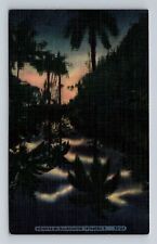 FL-Florida, Tropical Silhouette, Antique, Vintage Postcard picture