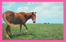 Wild Outer Bank Pony - Okracoke Island, North Carolina NC - Post Card picture