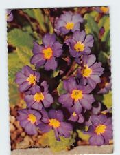Postcard Beautiful Purple Primrose picture