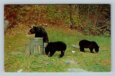 Three Black Bears Raiding Trash Can, Vintage Postcard picture