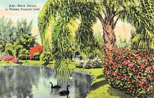 Sarasota FL Florida Jungle Garden Palms Botanical Black Swans Vtg Postcard E16 picture